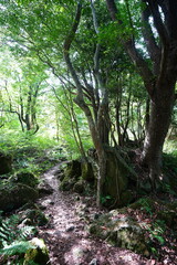 fine path in sunny autumn forest