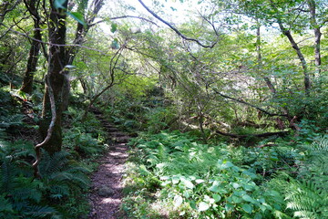 dense ferns and old trees in autumn forest