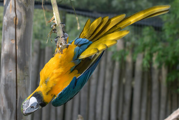 Tail of a macaw is displayed upside down on a branch