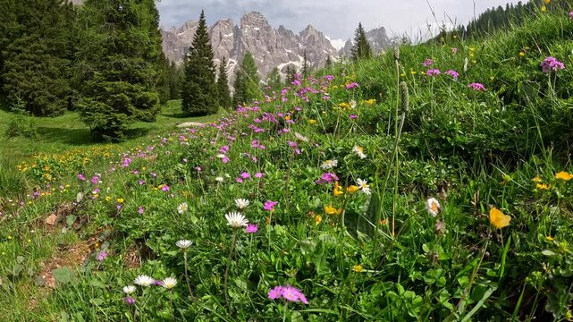 Alpine meadow with flowers and mountains on the background