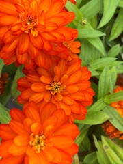 orange dahlia flower