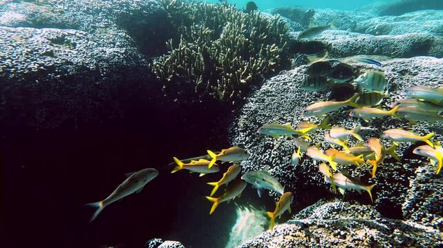 Poissons et coraux multicolores dans un lagon aux eaux turquoises d'une &icirc;le tropicale de l'oc&eacute;an indien