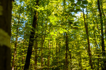Grüne leuchtende Baumkronen im Wald