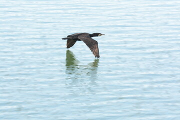 Fototapeta premium cormorano