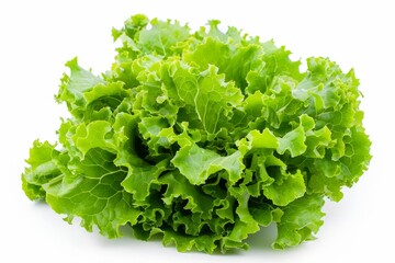 A fresh Lettuce isolated on white