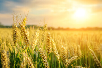 Naklejka premium Golden wheat field under a sunset, capturing the beauty of nature and agriculture.