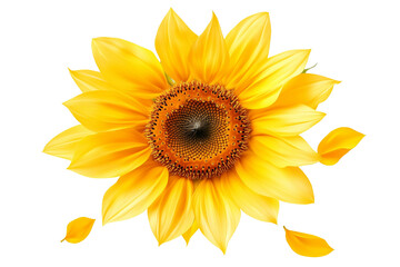 Fototapeta premium Bright yellow sunflower with open petals, isolated on a transparent background