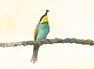 European bee-eater. A bird sits on a branch on a light background, holding prey in its beak