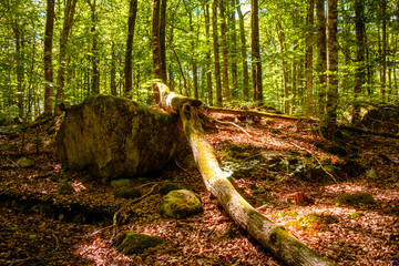 Große Steine und alte Bäume liegen in einem ruhig gelegenen Wald