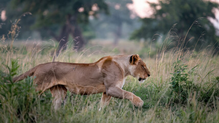 Naklejka premium A photo of a lion running through the grass. The lion's body is low to the ground, and its muscles are taut. The grass is tall, swaying with the wind. The background is blurred, with trees