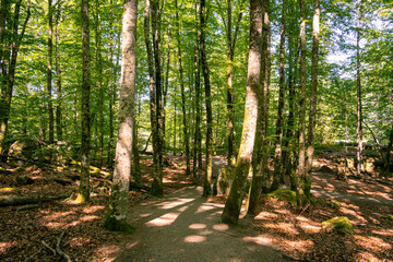 Wanderwege führen durch einen dichten schattigen Wald