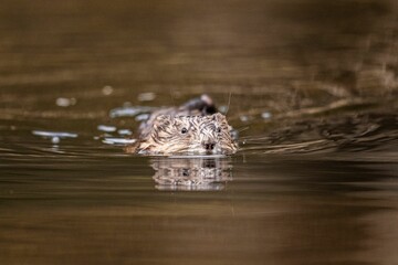 Close-up of a muskrat swimming in a calm pond with a reflection of its head in the water