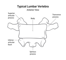 Schematic Diagram of Typical Lumbar Vertebra Anterior View in Line Style