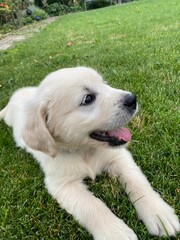 6 week old golden retriever puppy in the garden