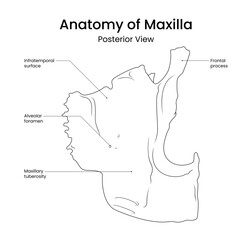 Schematic Diagram of Maxilla Posterior View in Line Style
