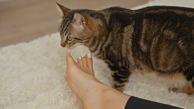 In a cozy bedroom, a kitten curiously sniffs an adult woman's feet while standing on a bed, showcasing a heartwarming indoor scene.