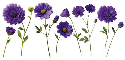 Purple aster collection, suitable for scrapbooking