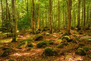 Sommerliche Wald Idylle in Schweden