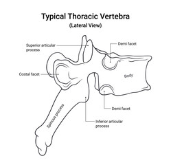 Schematic Diagram of Typical Thoracic Vertebra Lateral View in Line Style