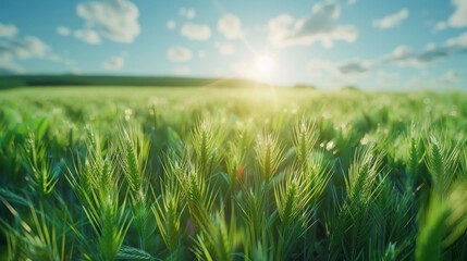 Obraz premium Green wheat field with sun shining through on a clear sky background.