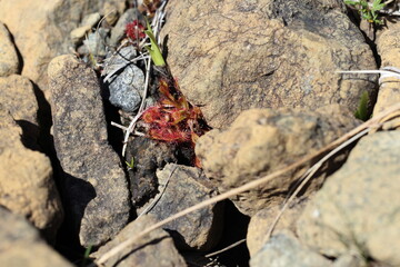 Sundew in the Tablelands in Gros Morne National Park in Newfoundland