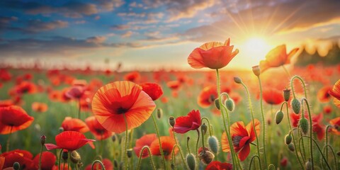 Fototapeta premium Dreamy afternoon in a field of red poppies, flowers, nature, dreamy, peaceful, tranquil, red, vibrant, meadow, summer