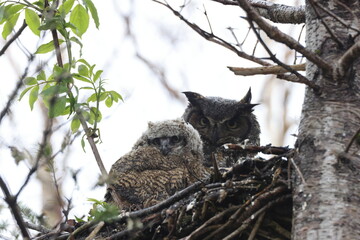 Great Horned Owl Nest Newfoundland Kanada