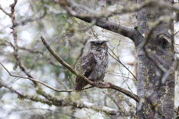 Great Horned Owl  Newfoundland Kanada
