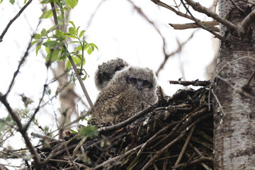 Great Horned Owl Nest Newfoundland Kanada
