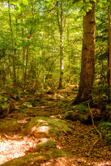 Sonniger Mischwald in Schweden