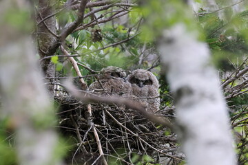 Great Horned Owl Nest Newfoundland Kanada
