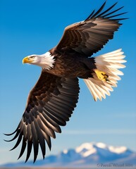 Fototapeta premium bald eagle flying