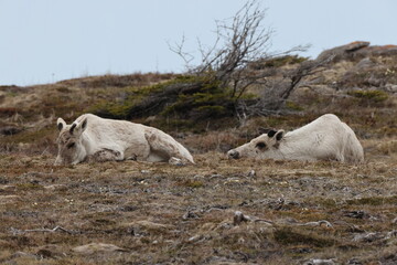 Fototapeta premium Canadian woodland caribou Newfoundland Canada
