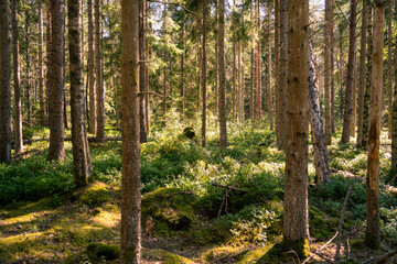 Obraz premium Schweden mit Nadelwald