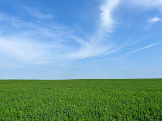 Obraz premium Summer minimalist view of landscape with green meadow and blue sky