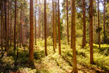 Sonnenlicht gefluteter Nadelwald in Schweden lädt zum Wandern ein © ohenze