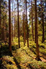 Fototapety na wymiar - Fototapeta24.pl