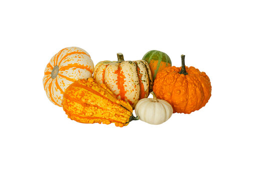 Set of decorative pumpkins isolated on transparent background. Variety of ornamental, edible and decorative gourds.