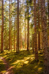 Natürlicher uriger Sommer im Wald © ohenze