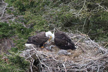 Adult  Bald Eagle with  chick in a nest in a tree Newfoundland Canada