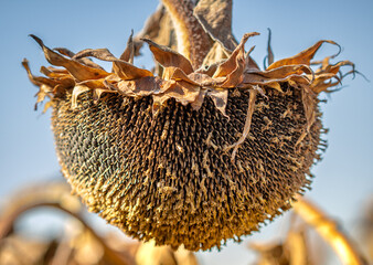 dry head of sunflower ready to harvest
