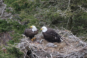 Adult  Bald Eagle with  chick in a nest in a tree Newfoundland Canada