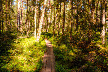 Bretterweg führt durch naturbelassenen Wald