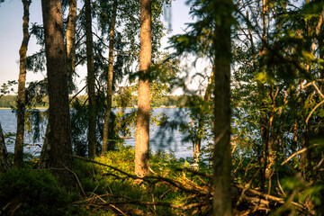 Idyllischer Wald am See in Schweden