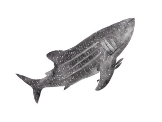 watercolor of whale shark isolated on transparency background