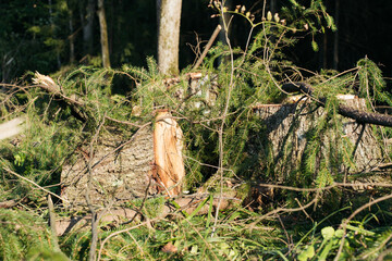 forest clearing with uprooted trees, branches, soil debris scattered across the landscape, contrasting with the remaining forest in the background, deforestation, land clearing, environmental impact