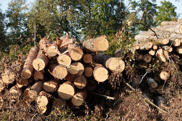 stack of firewood, freshly cut tree logs stacked in an outdoor setting, conveys themes of forestry, lumber production, natural resource management, eco-friendly, wood-related, or construction concepts