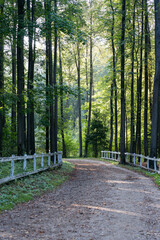 A serene forest path surrounded by tall trees and a rustic wooden fence, illuminated by soft morning light, evokes a sense of peace and nature, perfect for relaxation or outdoor adventure themes