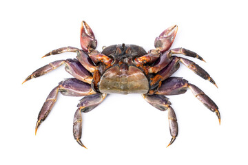 Meder's Mangrove Crab - Sesarma mederi. The female crab is lying on its back and revealing her eggs  isolated on white background.