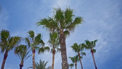 Obraz premium Tall palm trees rise against a clear blue sky in this vibrant outdoor scene.